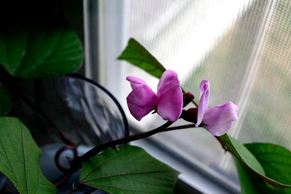 hyacinth bean