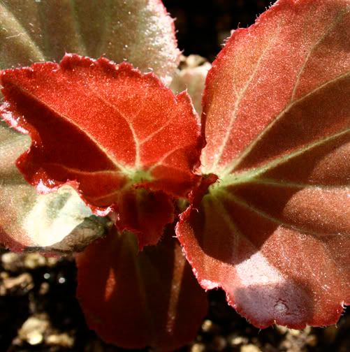 begonia