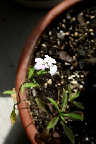 Purple Candytuft