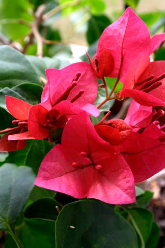 Bougainvillea