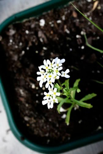 White Candytuft