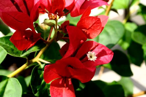 Bougainvillea