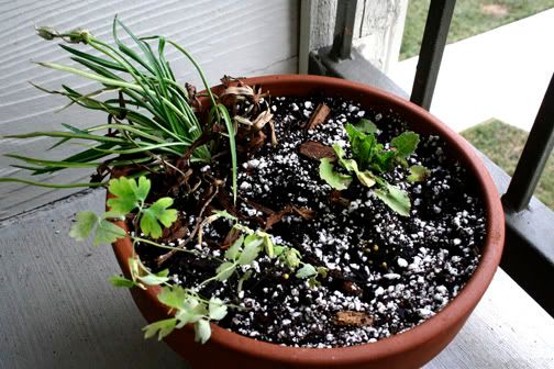 campanula, columbine, and armeria