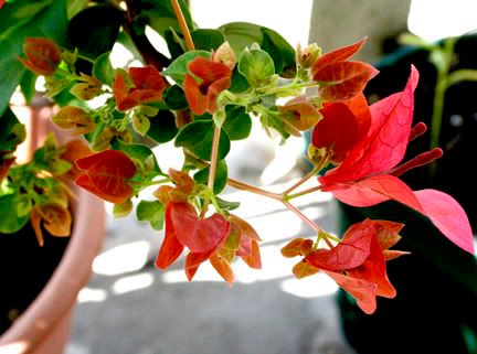 Bougainvillea Juanita Hatten