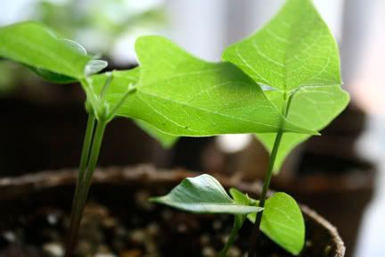 Corkscrew Vine