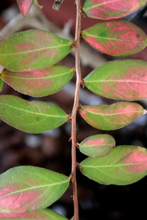 dwarf weeping crape myrtle sacramento