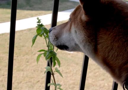 Kasha and Sweet Basil