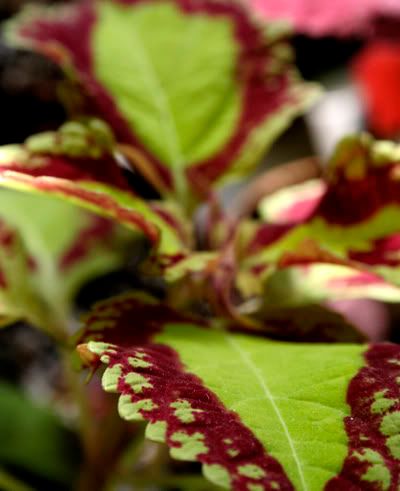 red/green coleus