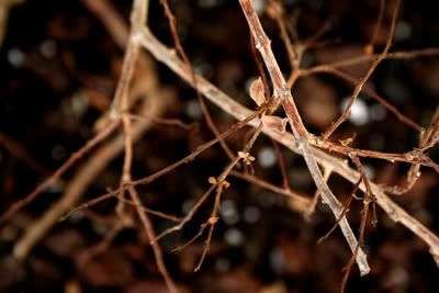 crape myrtle