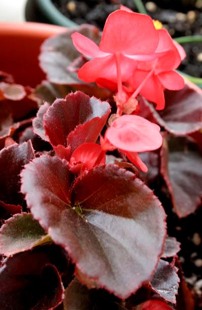 Begonia Flowers