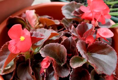 Cocktail Vodka Begonias