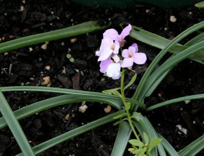 candytuft