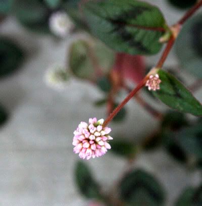 Knotweed Bloom