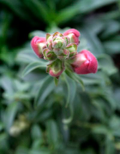 snapdragon bud