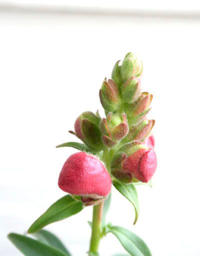 snapdragon buds