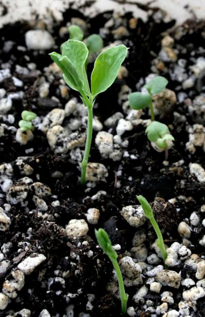 Sweet Pea and Stock Seedlings