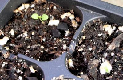 nemesia mello red and white seedlings