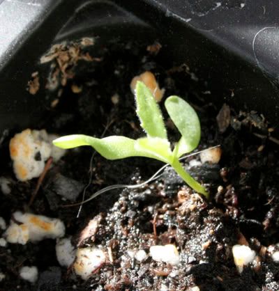 osteospermum seedling