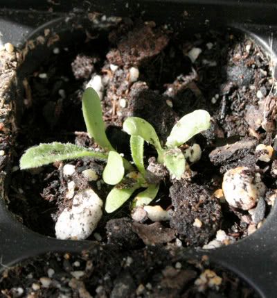 gaillardia razzle dazzle mix seedling