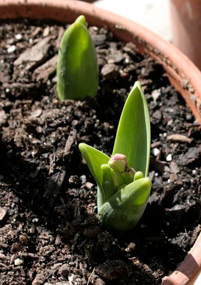 hyacinths woodstock