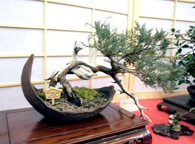 bonsai