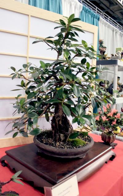 ficus bonsai