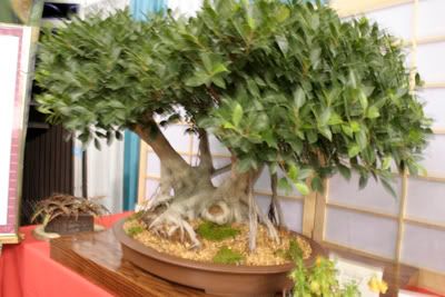 large bonsai