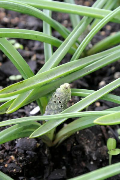 grape hyacinth