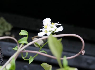 candytuft