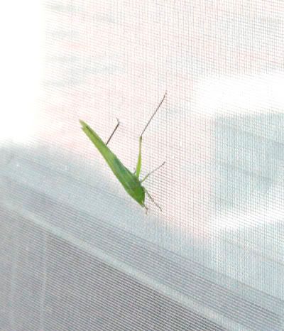 grasshopper