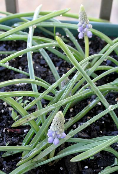 grape hyacinths