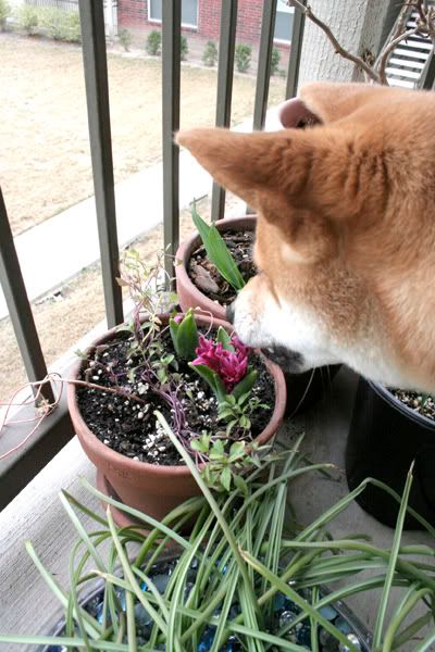 kasha biting hyacinth