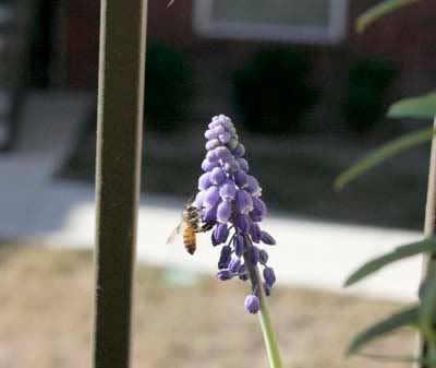 bee on my grape hyacinth