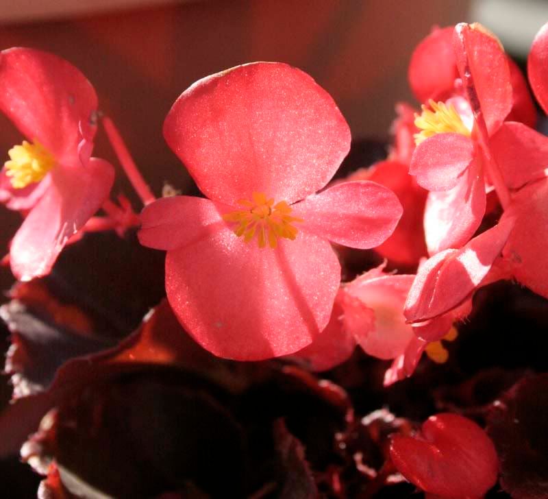 begonia