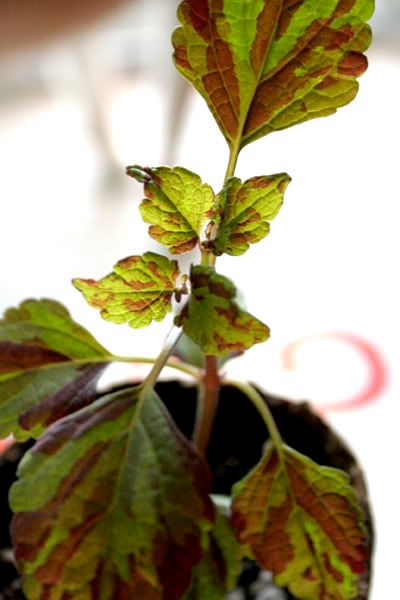 coleus