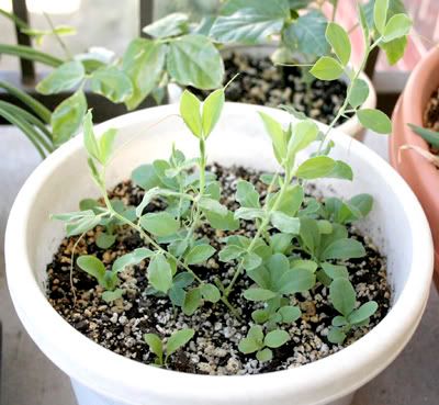 sweet peas and stock