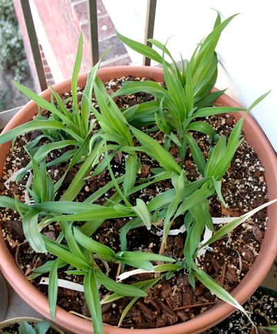 daylilies