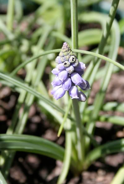 hyacinth