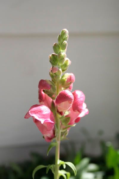 Snapdragon