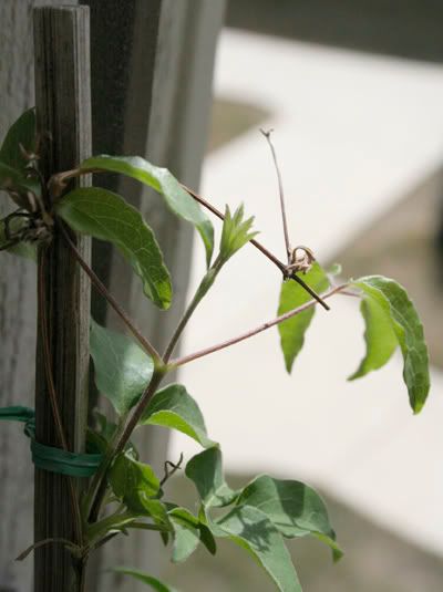 dr ruppel clematis