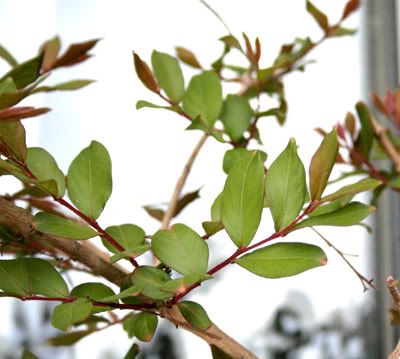 crape myrtle