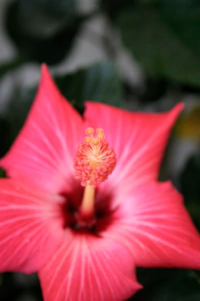 hibiscus rose