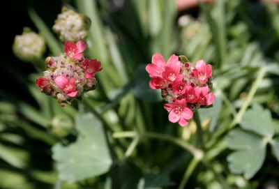 Armeria