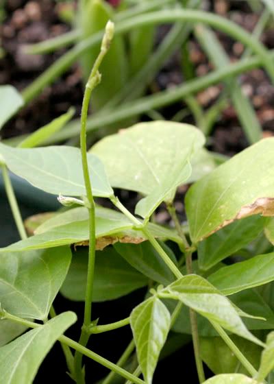 corkscrew vine