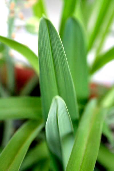 daylilies