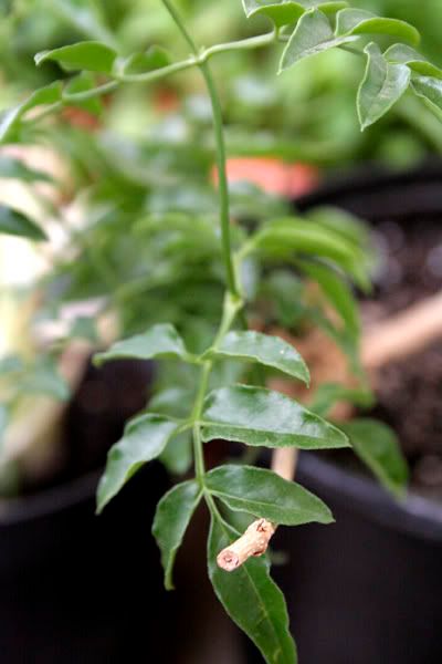 unknown jasmine