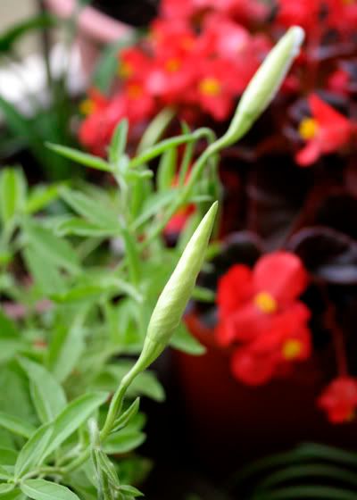 evening primrose