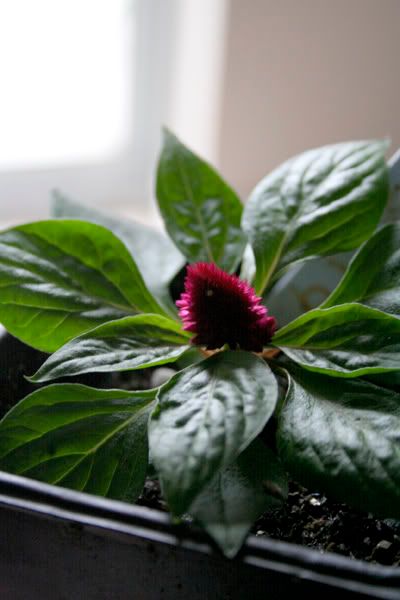 celosia