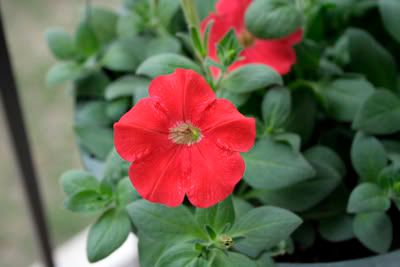 Red Petunia