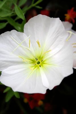 evening primrose